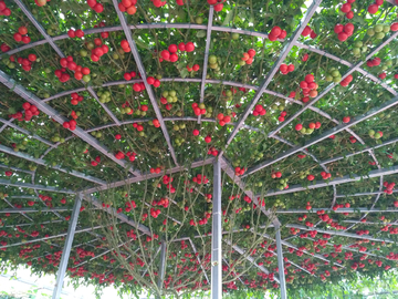 西红柿树