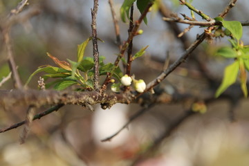 广州香雪公园梅花