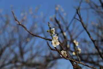 广州香雪公园梅花