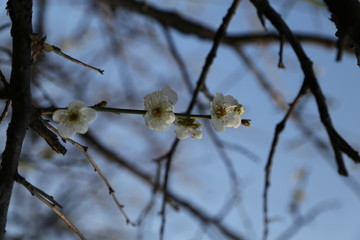 广州香雪公园梅花