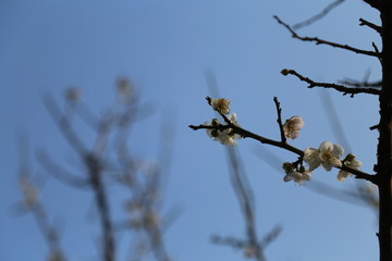 广州香雪公园梅花