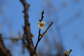 广州香雪公园梅花