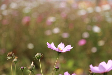 波斯菊