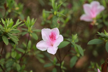 紫荆花