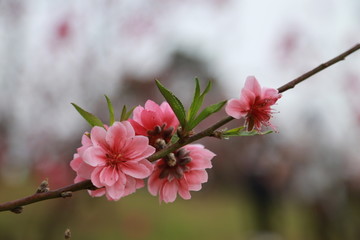 桃花