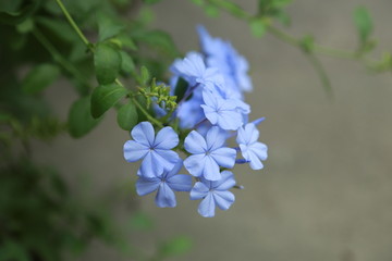 蓝雪花