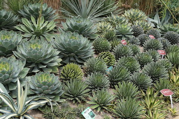 多肉植物仙人掌