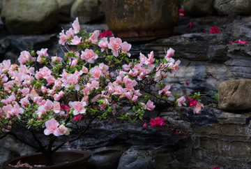 杜鹃花 映山红