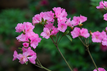 杜鹃花 映山红