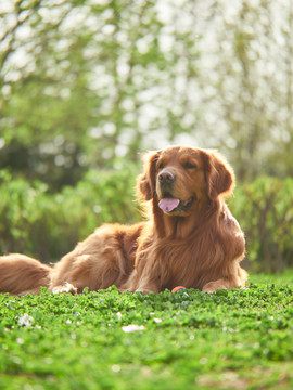 金毛巡回猎犬