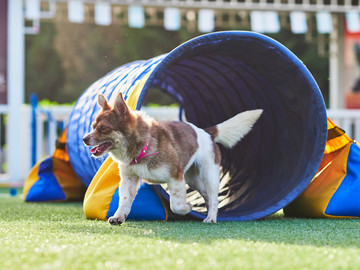 敏捷犬运动