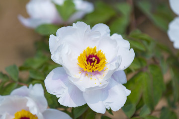 牡丹花