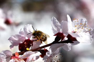 蜜蜂觅食 杏花