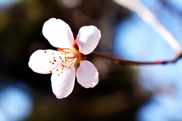 桃花特写 桃花