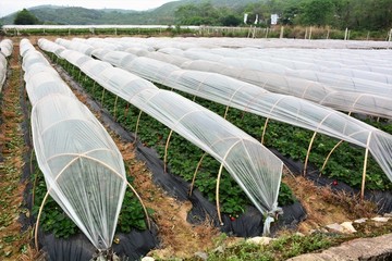 草莓种植基地