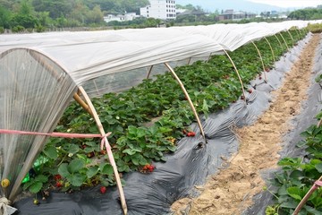 草莓种植基地