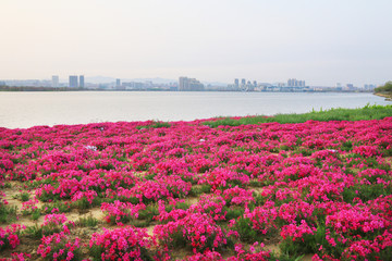 荣成樱花湖