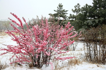 樱桃花