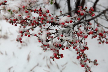 桃花雪