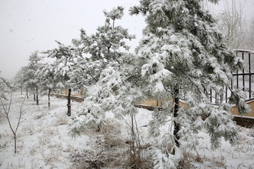 雪景