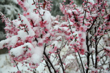 桃花雪