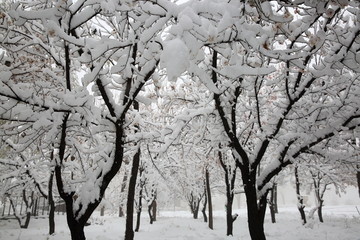 大雪