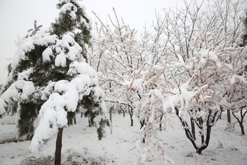 大雪