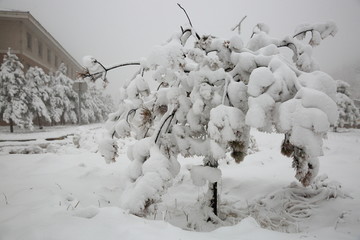 积雪