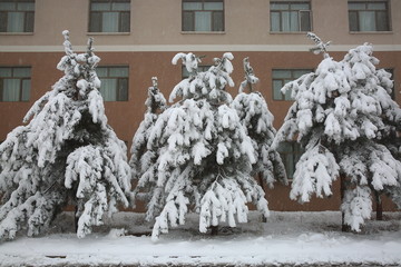 大雪