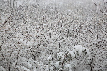 雪景