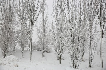 雪景