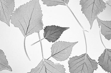 树叶黑白摄影