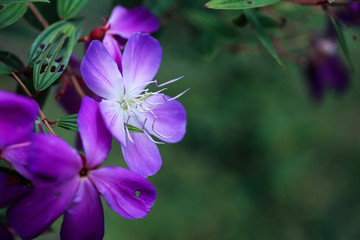 花卉