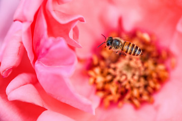 蜜蜂与月季