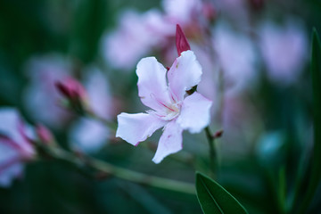 花卉