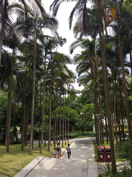 槟榔树林