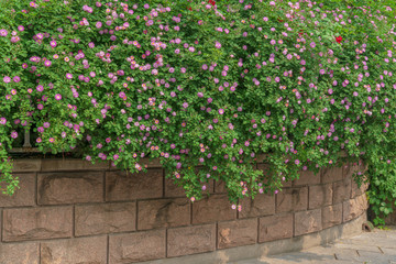 蔷薇花墙背景