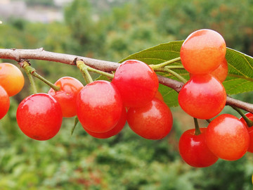 樱桃 樱桃果 樱桃花 樱桃树