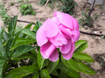 芍药花