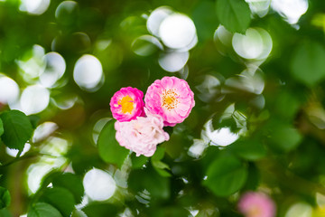济南街头的蔷薇花 （7）