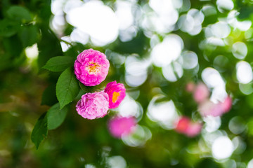 济南街头的蔷薇花 （8）