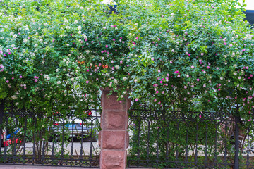 济南街头的蔷薇花 （62）