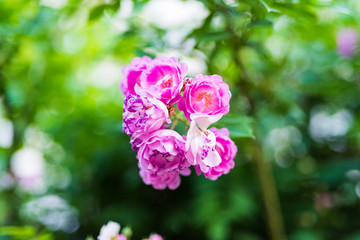 济南街头的蔷薇花 （74）