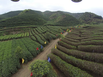 邵阳洞口古楼茶山2015年