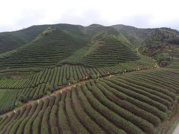 邵阳洞口古楼茶山2015年