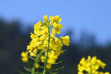 城步赏花 城步美景