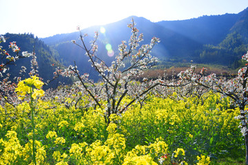 城步赏花 城步美景