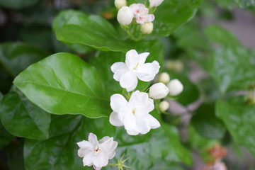茉莉花开花