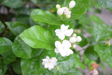 茉莉花花卉