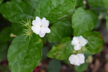 清新的茉莉花